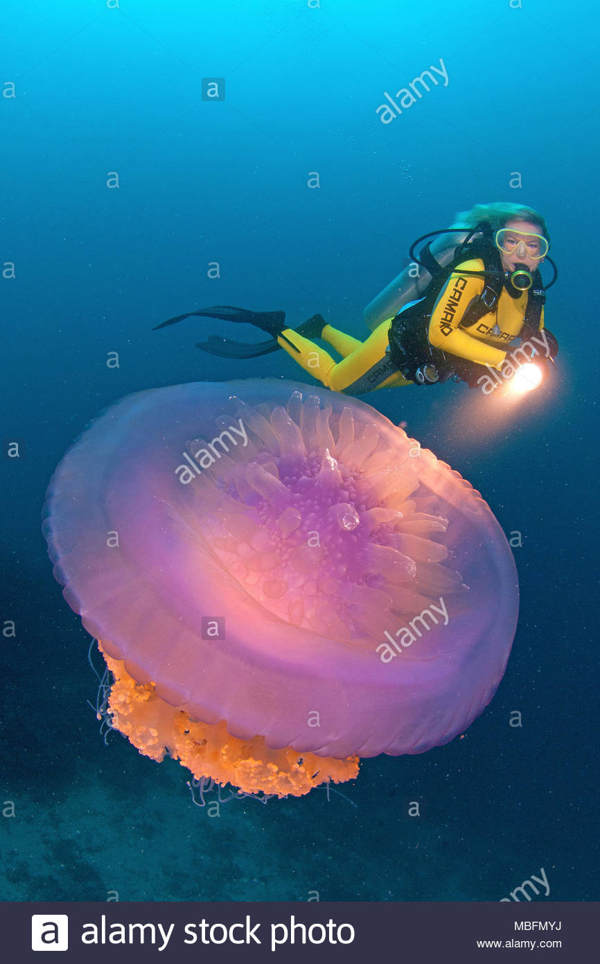 Cauliflower Jellyfish Stock Photos & Cauliflower Jellyfish Stock Images