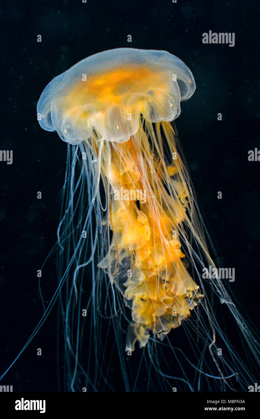 Black Sea Nettle or black jelly (Chrysaora achlyos), Alaska, USA Stock Photo