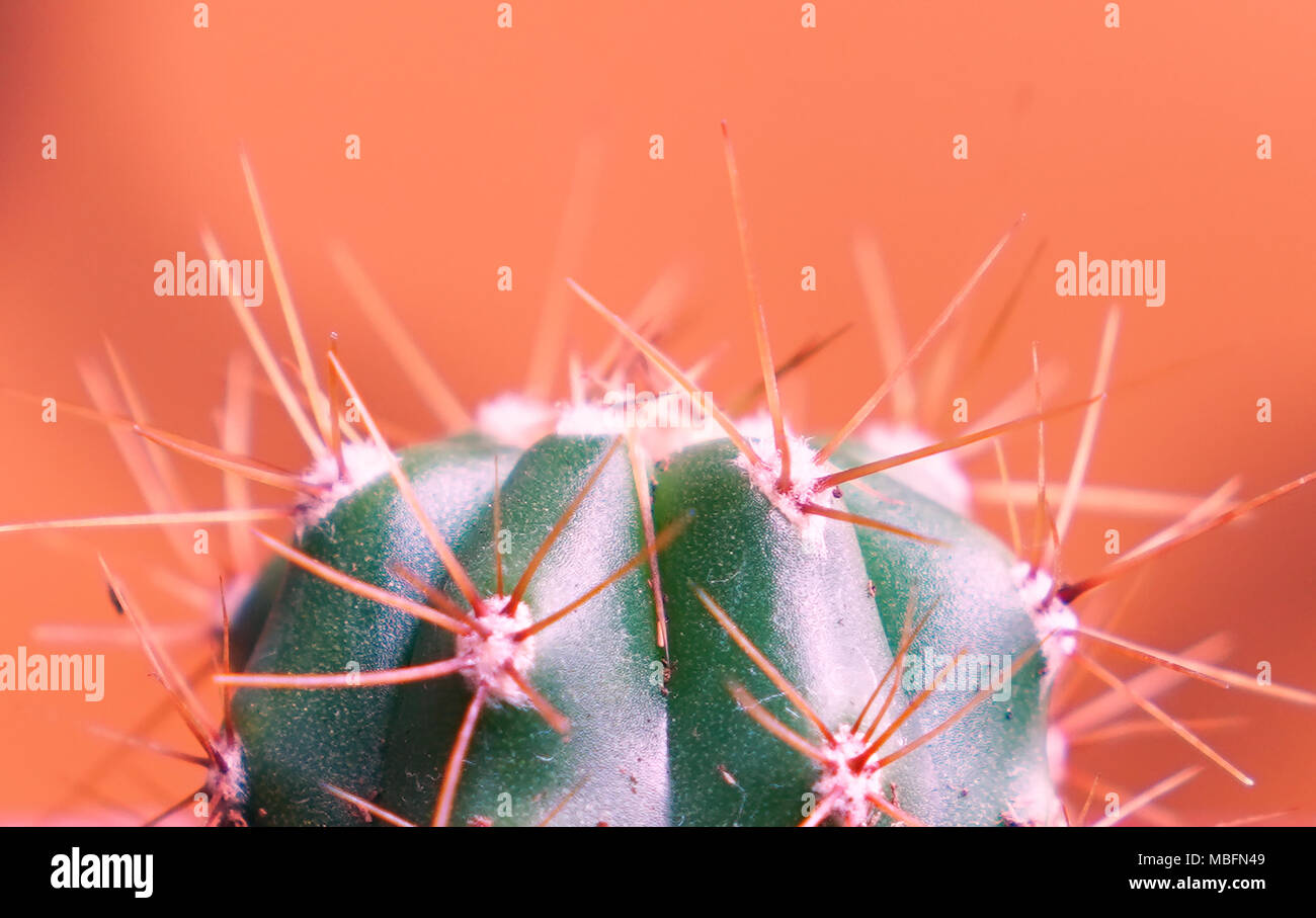 Closeup cactus coryphantha in orange background Stock Photo