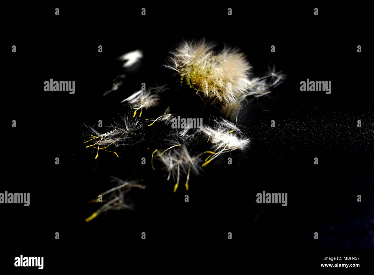 Flying seeds hi-res stock photography and images - Alamy