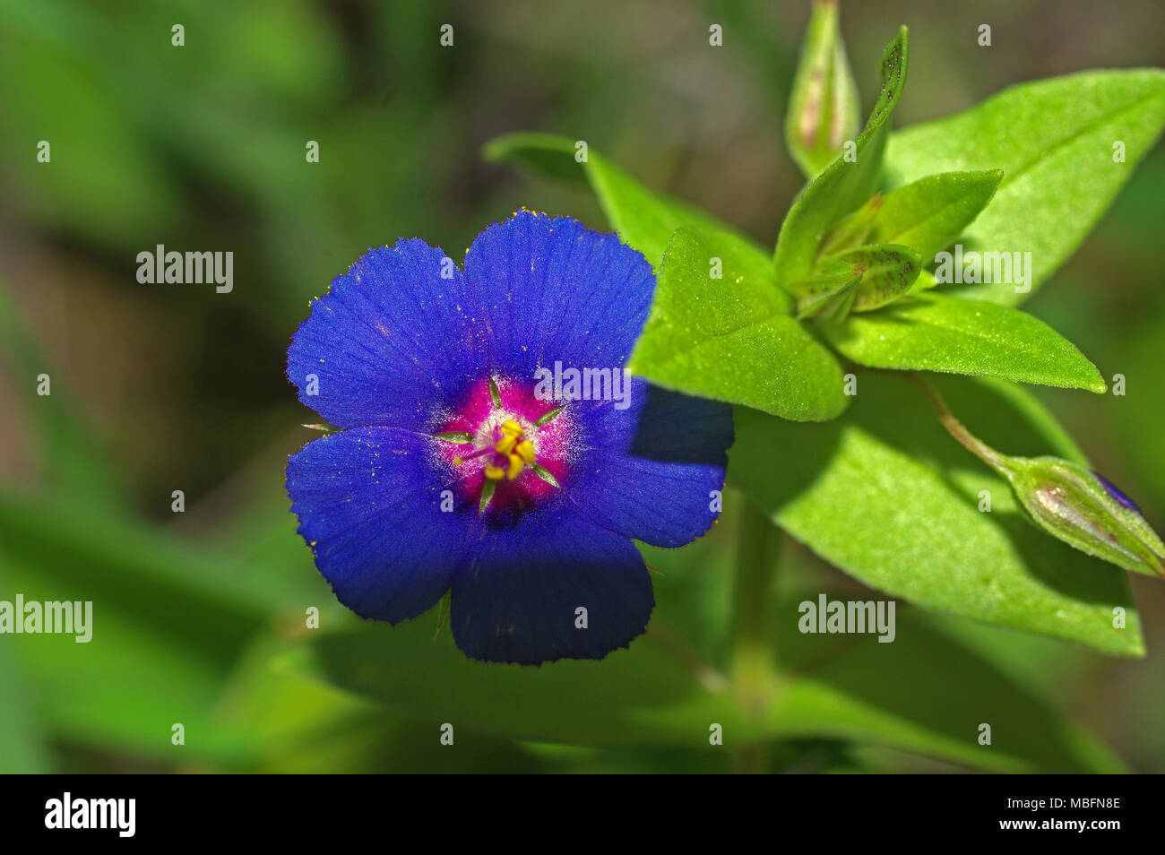 Anagallis monelli hi-res stock photography and images - Alamy