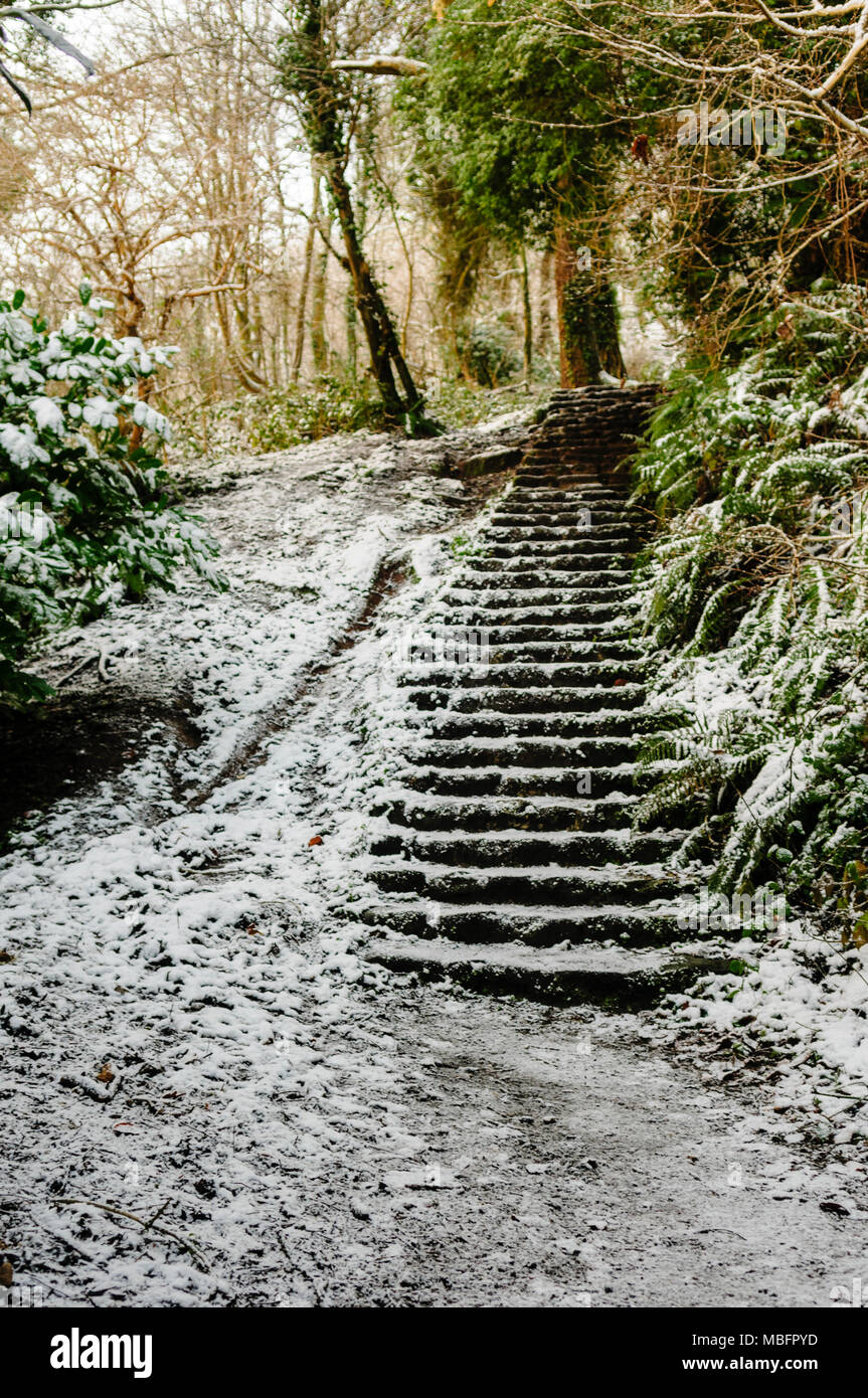 Steps in a forest covered with snow Stock Photo