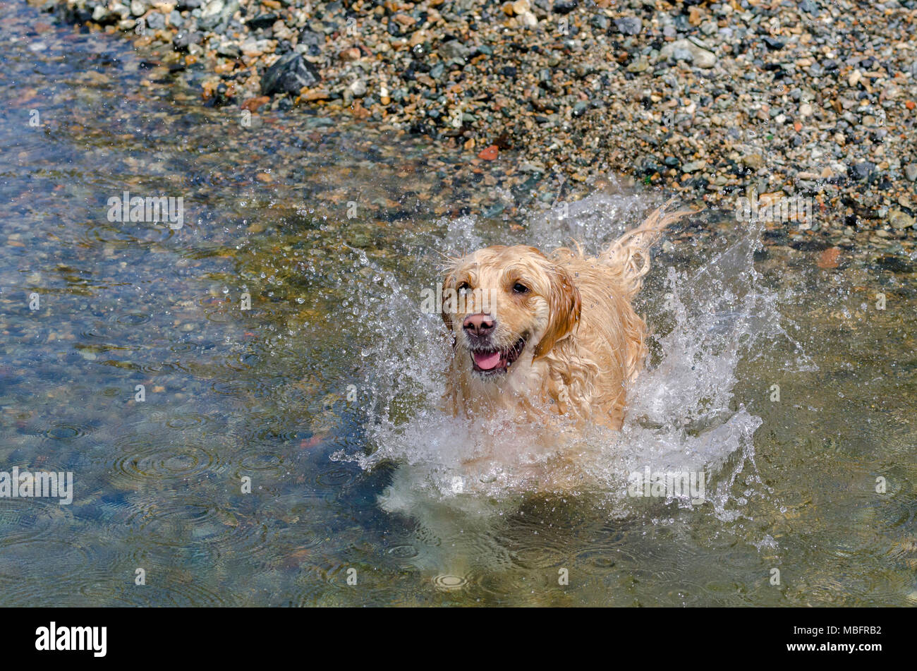 golden retriever running fast in the water of a lake Stock Photo - Alamy
