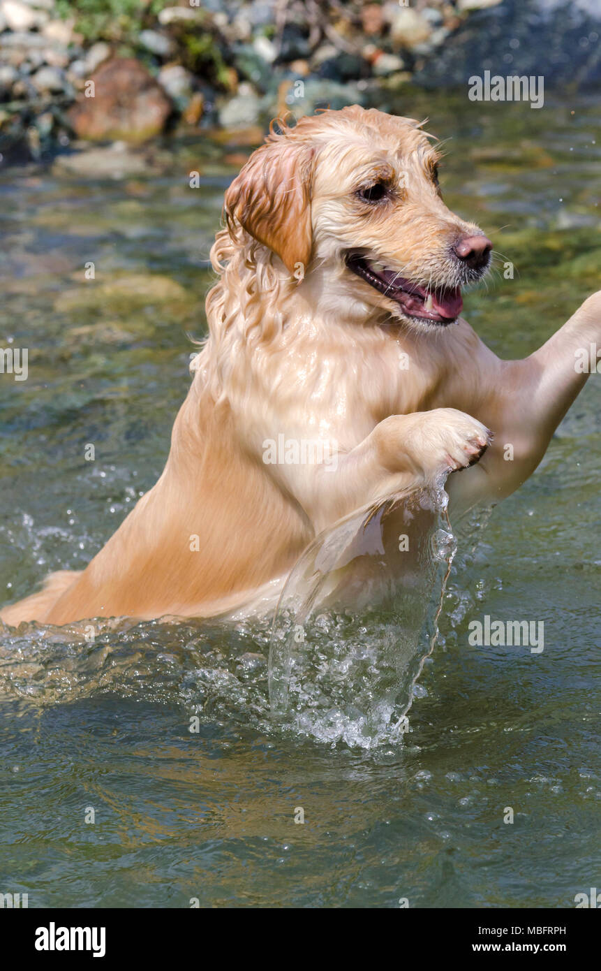 golden retriever running fast in the water of a lake Stock Photo - Alamy