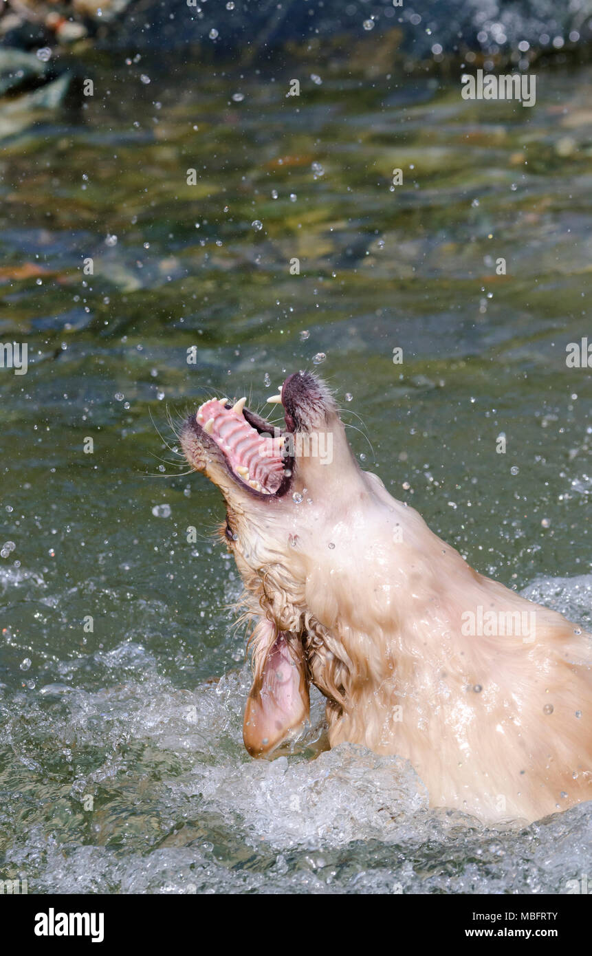 golden retriever running fast in the water of a lake Stock Photo - Alamy