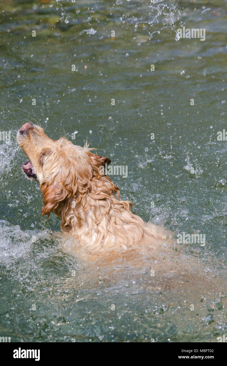 golden retriever running fast in the water of a lake Stock Photo - Alamy