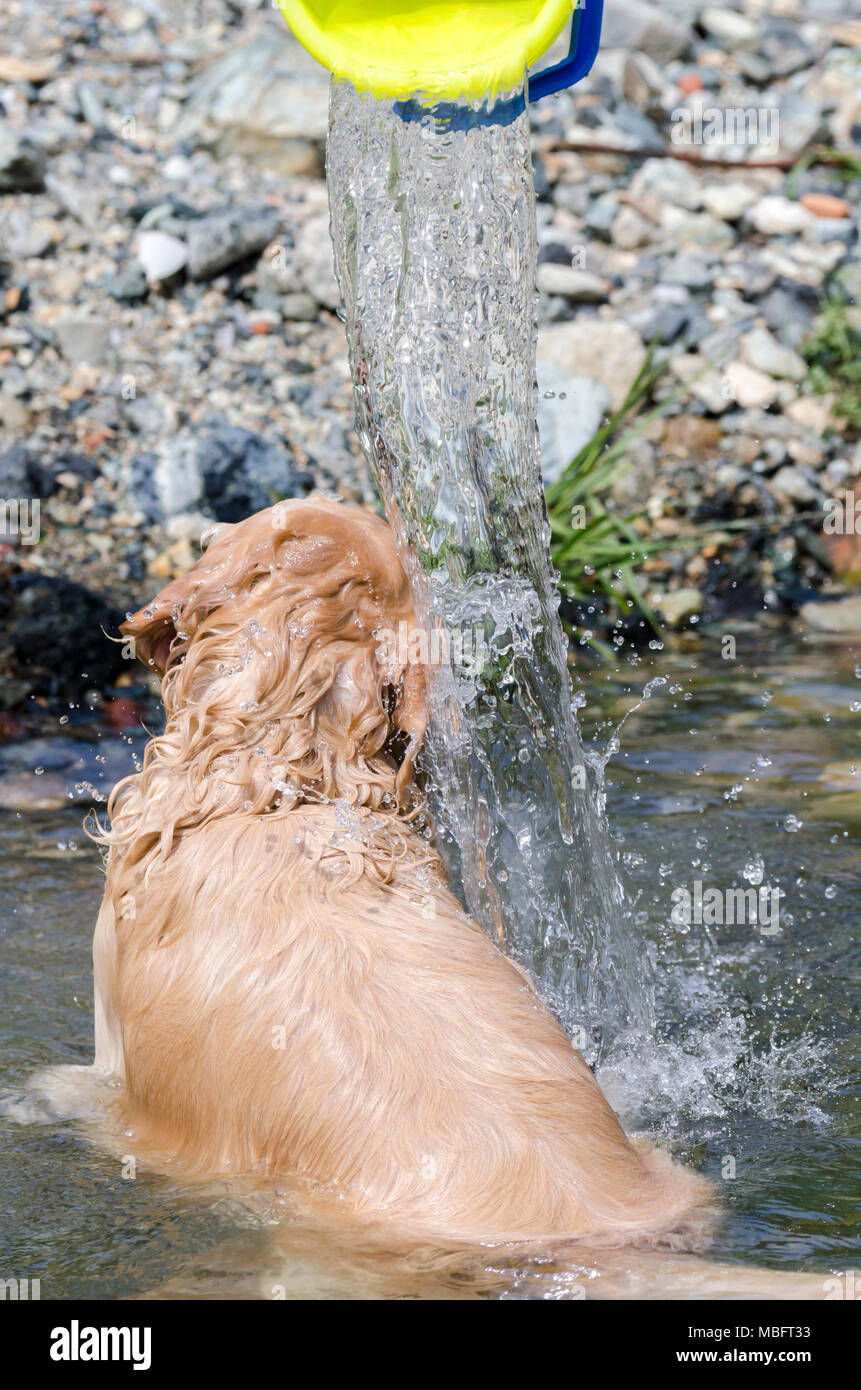 golden retriever running fast in the water of a lake Stock Photo - Alamy