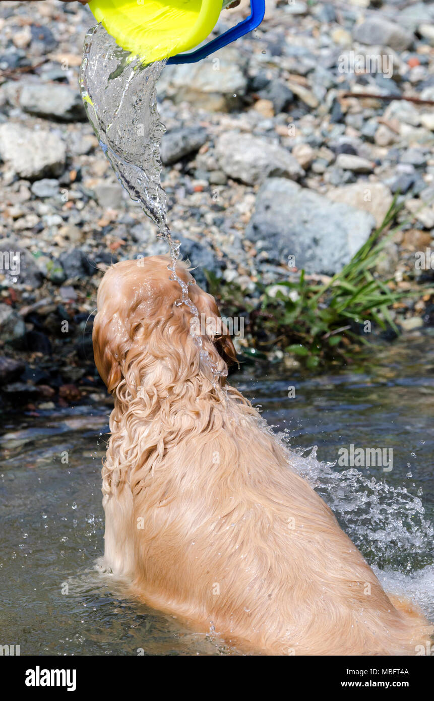 golden retriever running fast in the water of a lake Stock Photo - Alamy