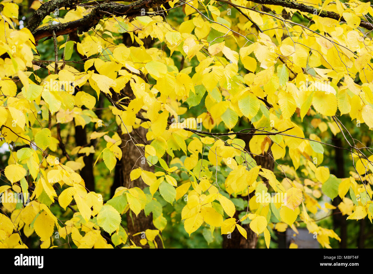 Beautiful natural autumn background. Yellow and green autumn ash leaves Stock Photo