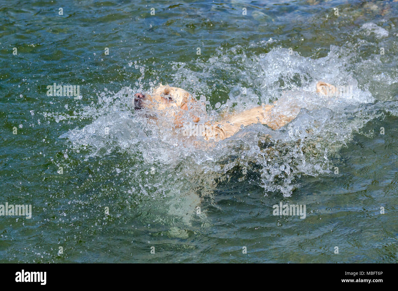 golden retriever running fast in the water of a lake Stock Photo - Alamy
