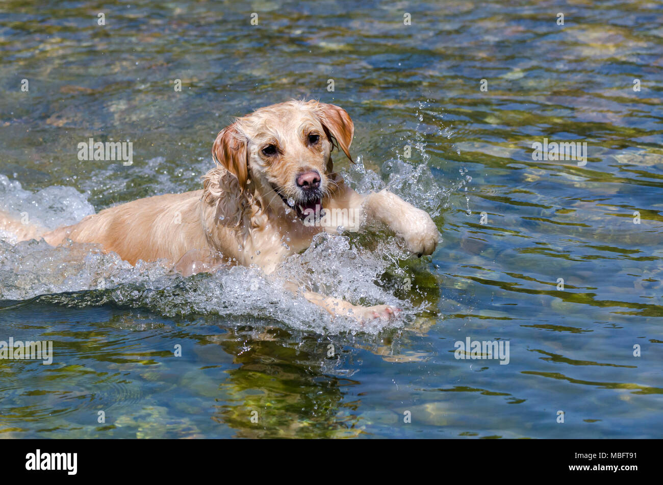 golden retriever running fast in the water of a lake Stock Photo - Alamy