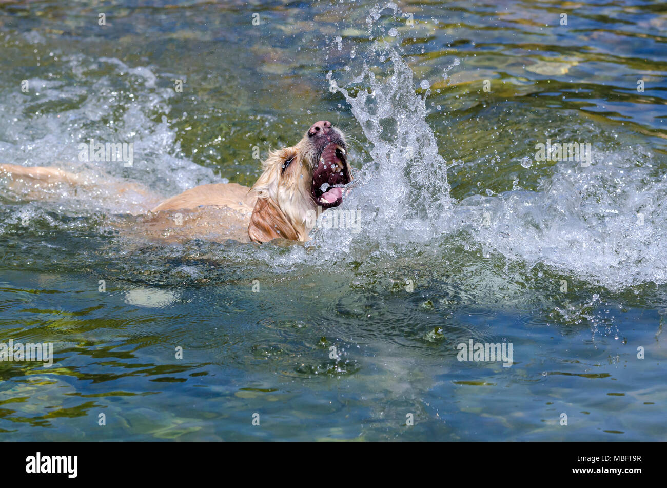 golden retriever running fast in the water of a lake Stock Photo - Alamy
