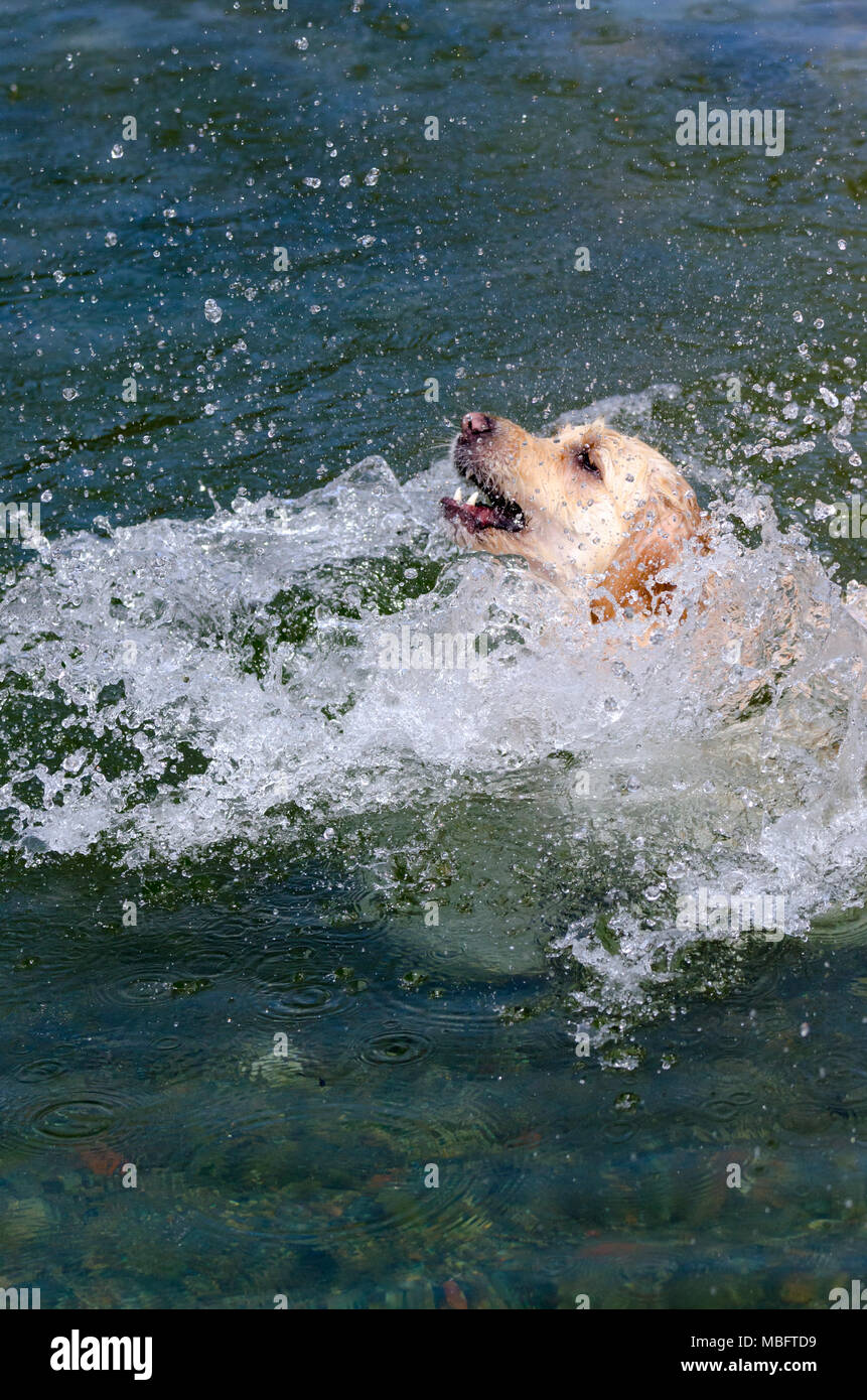 golden retriever running fast in the water of a lake Stock Photo - Alamy