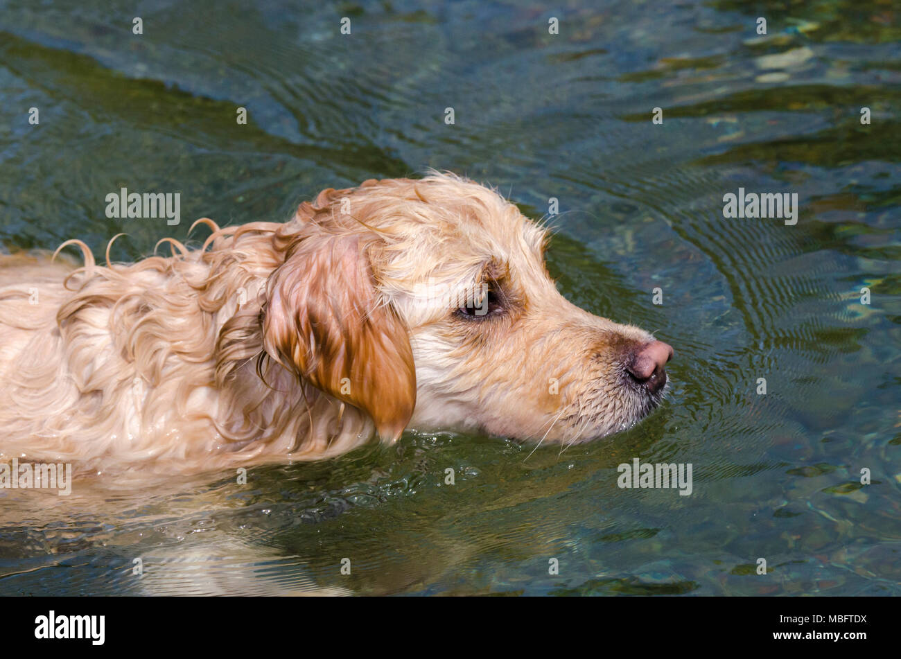 golden retriever running fast in the water of a lake Stock Photo - Alamy