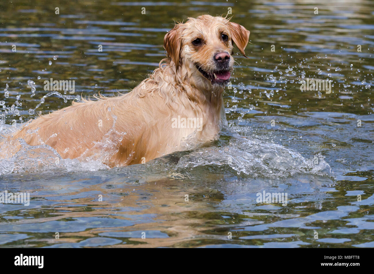 golden retriever running fast in the water of a lake Stock Photo - Alamy