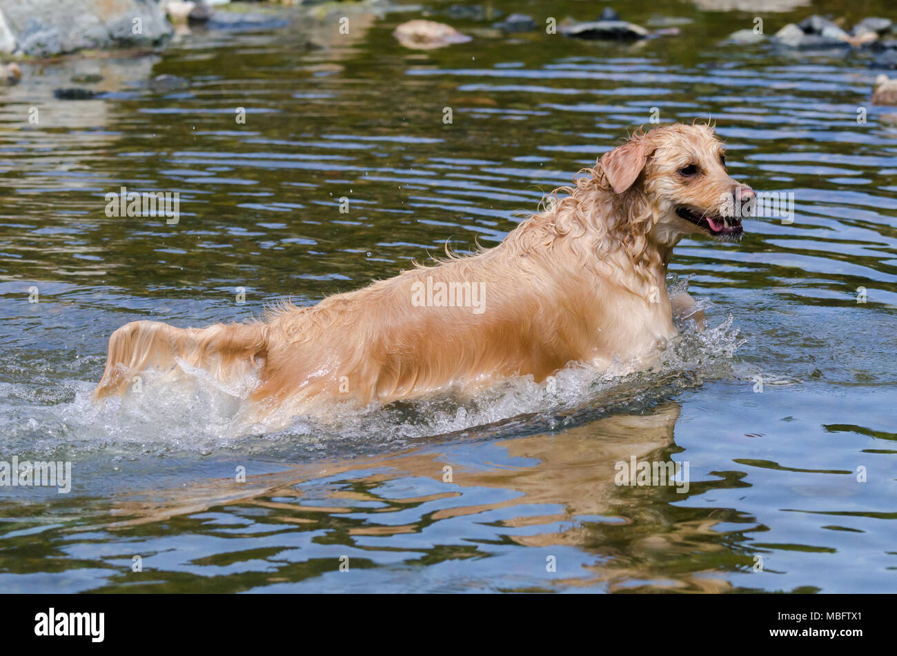 golden retriever running fast in the water of a lake Stock Photo - Alamy