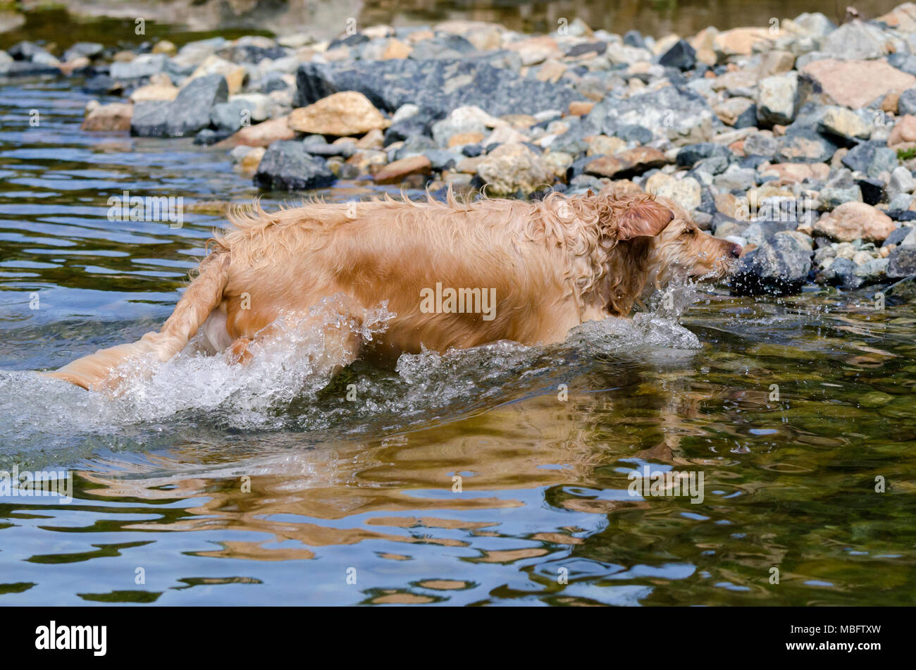 golden retriever running fast in the water of a lake Stock Photo - Alamy