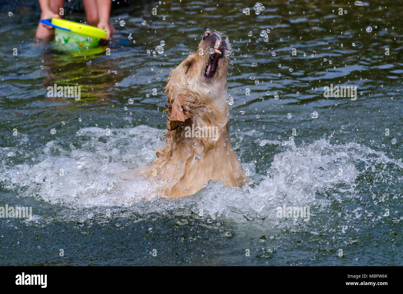 golden retriever running fast in the water of a lake Stock Photo - Alamy