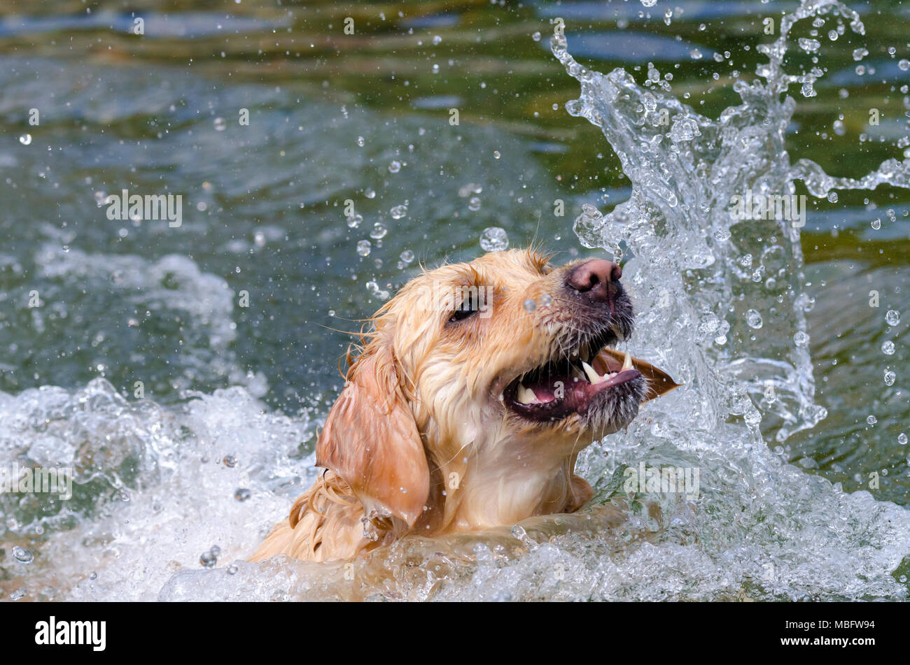 golden retriever running fast in the water of a lake Stock Photo - Alamy