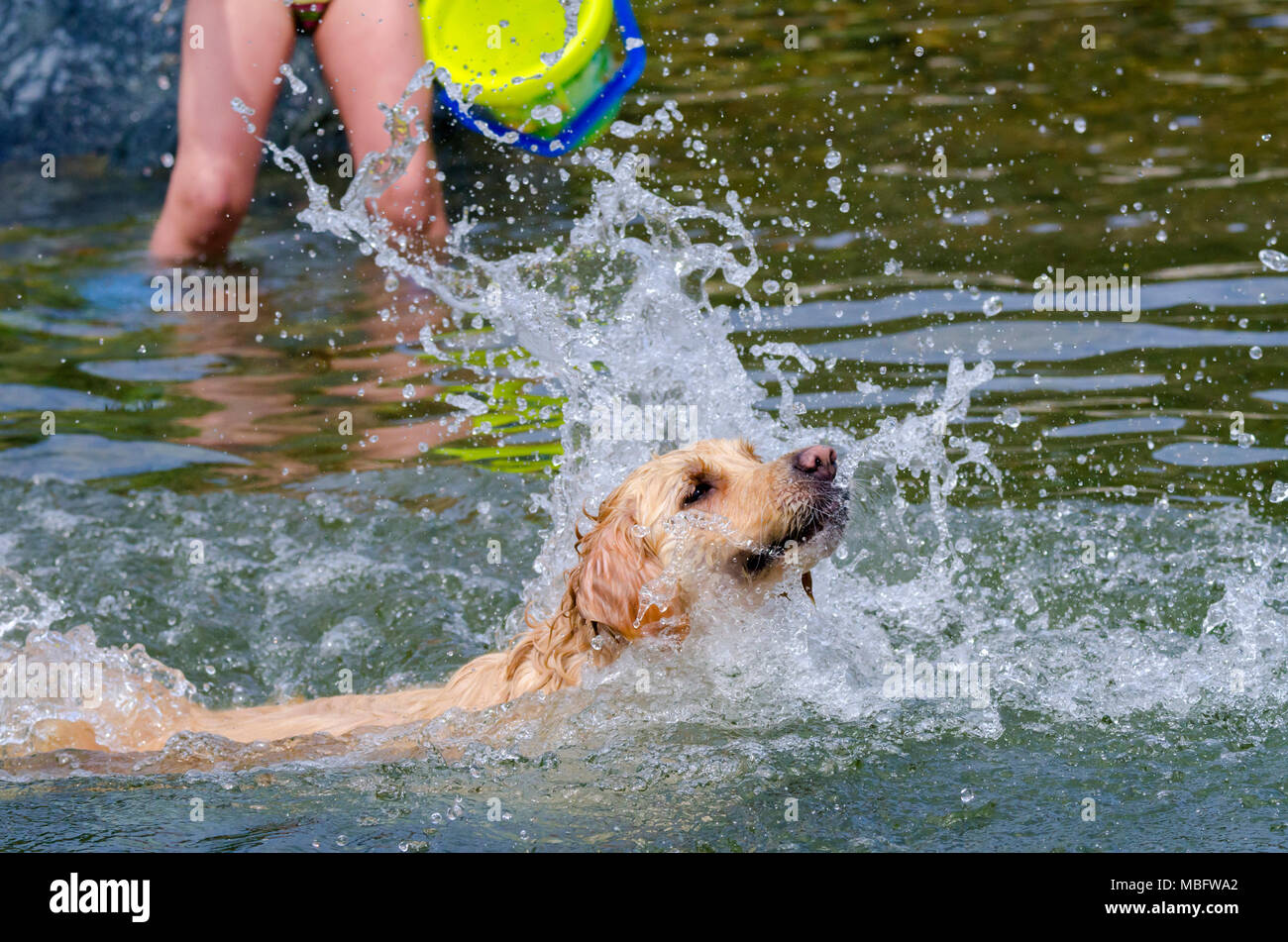 golden retriever running fast in the water of a lake Stock Photo - Alamy