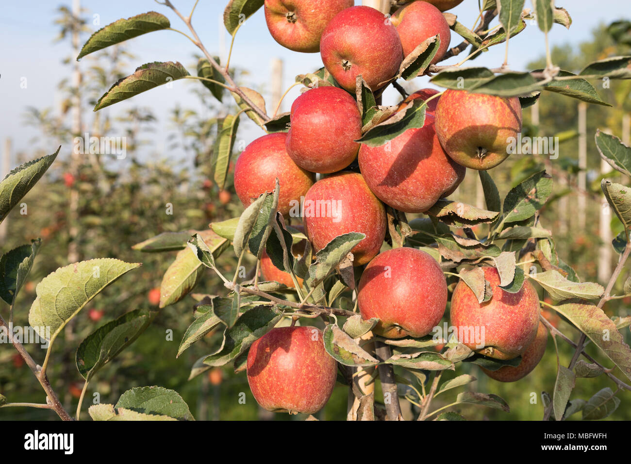 Ripe apples hanging on the branch of a tree in an orchard Stock Photo ...