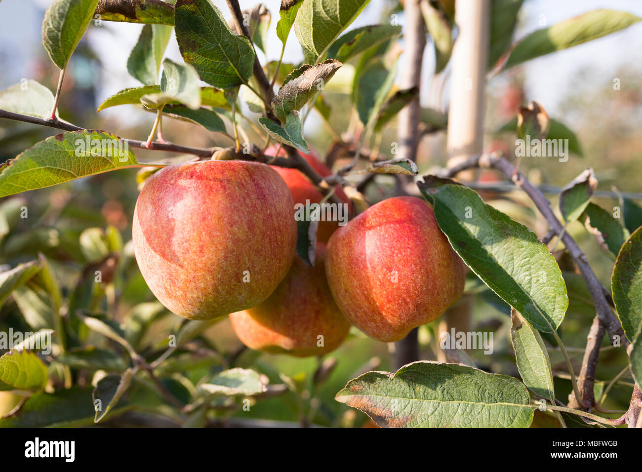 Ripe apples hanging on the branch of a tree in an orchard Stock Photo ...
