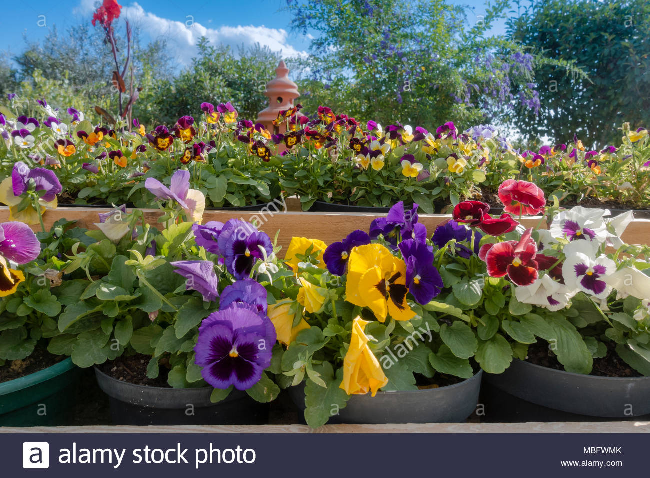 Pansy Display Pansy Display High Resolution Stock Photography and Images - Alamy