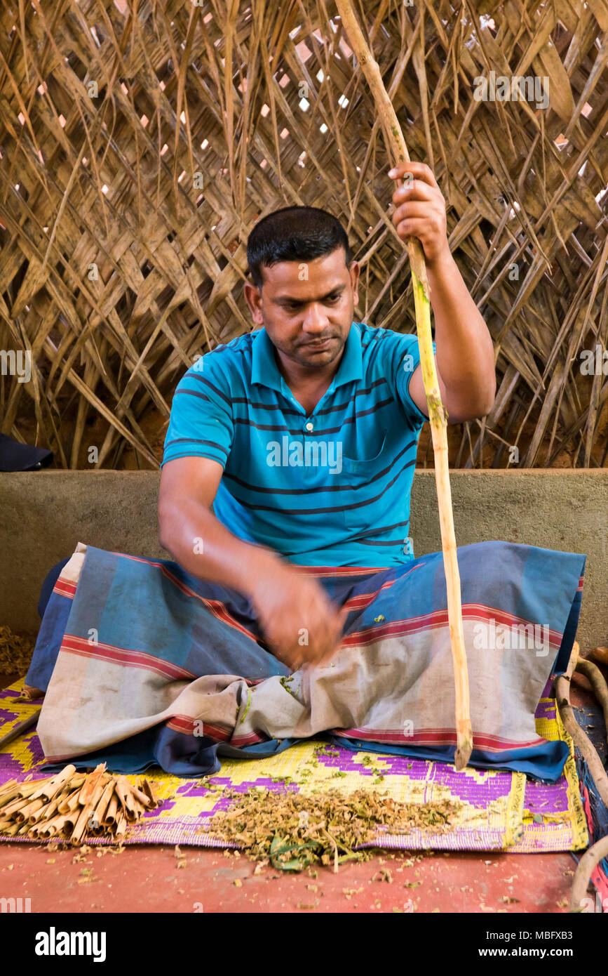 Vertical portrait of a man making cinnamon sticks in Sri Lanka. Stock Photo