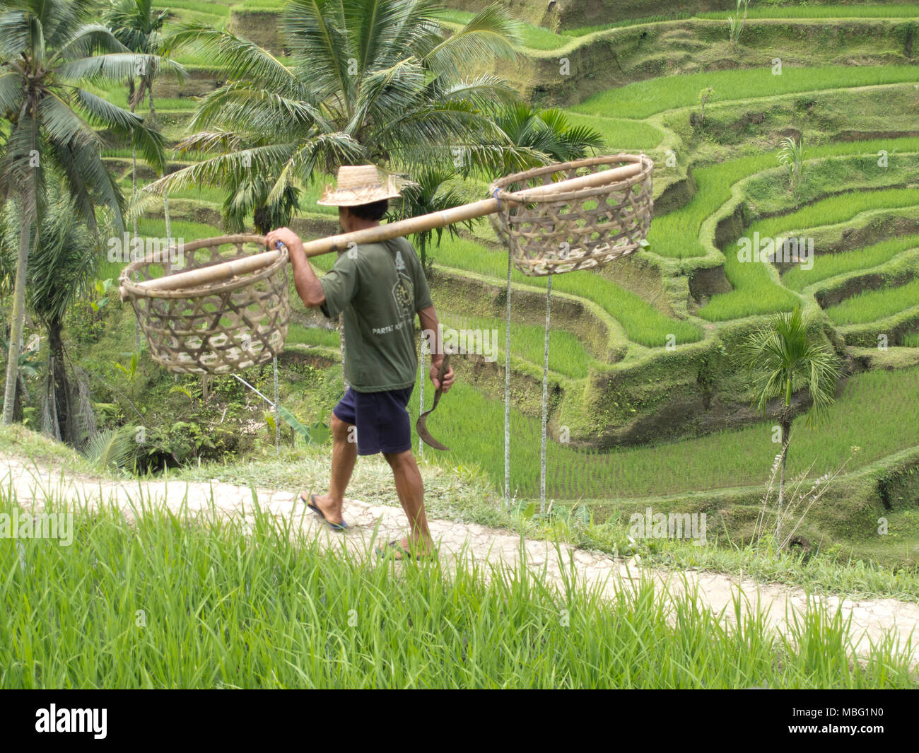 Man carrying rice paddy field hi-res stock photography and images - Alamy
