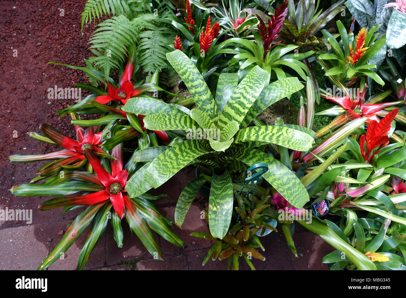 Mixed colours of Vriesea plants or known as Vriesia draco Bromeliad Stock Photo