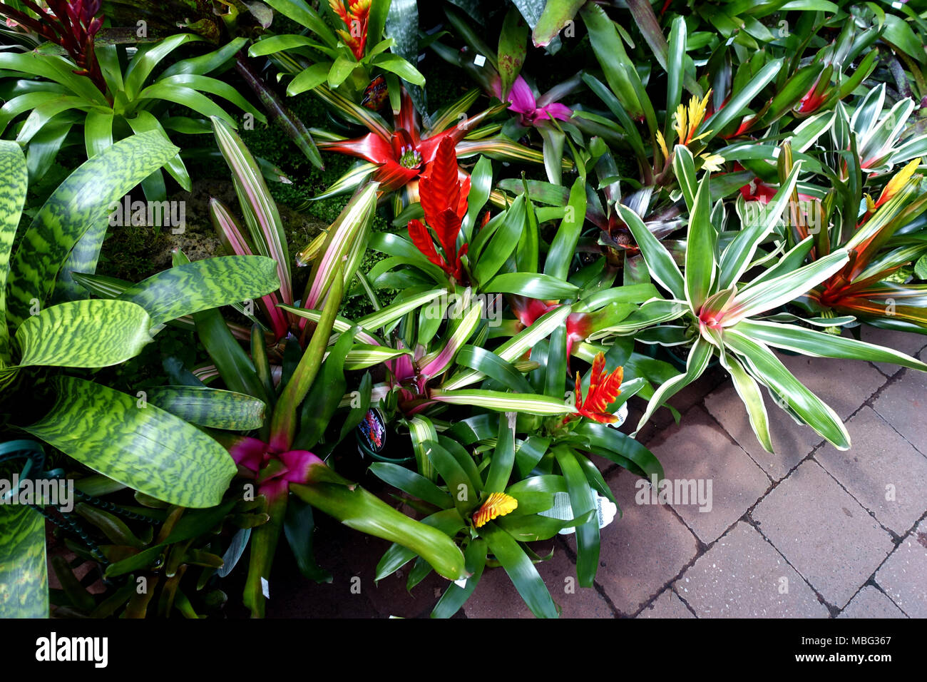 Mixed colours of Vriesea plants or known as Vriesia draco Bromeliad Stock Photo