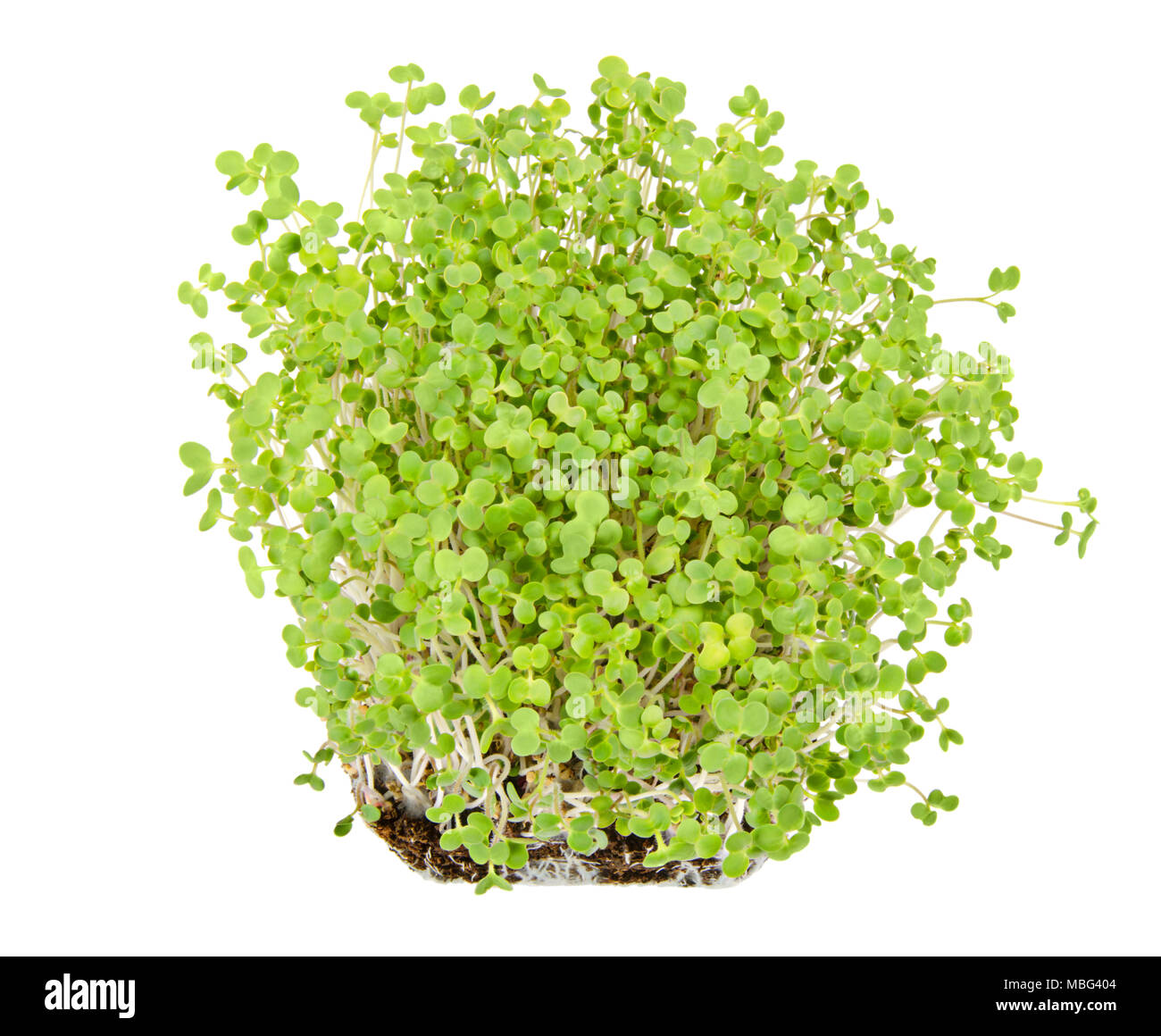 White mustard seedlings in potting compost. Sprouts, vegetable, microgreen. Shoots and cotyledons of Sinapis alba, also yellow mustard, an edible herb Stock Photo