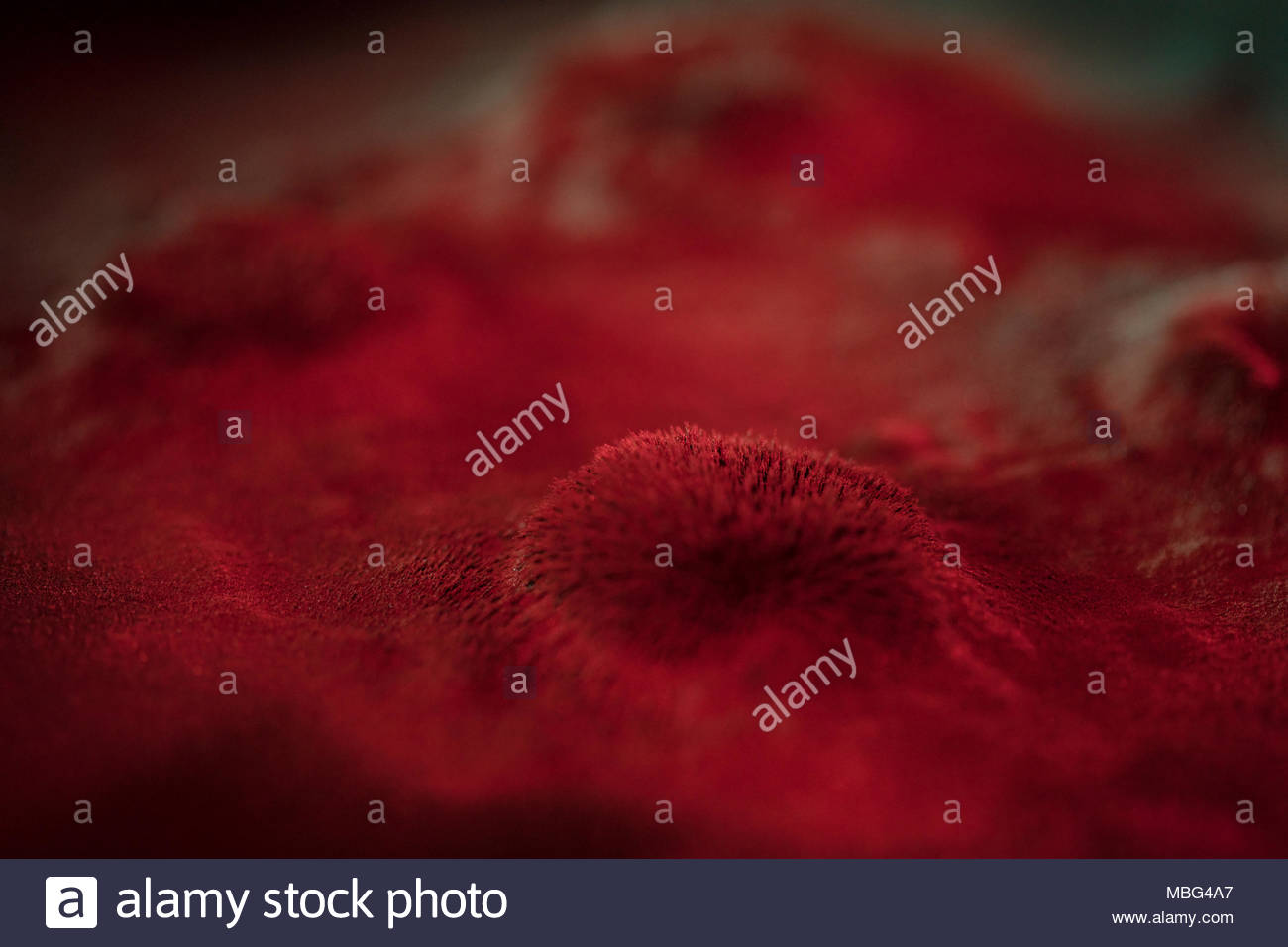 Microscopic red virus spore growth Stock Photo