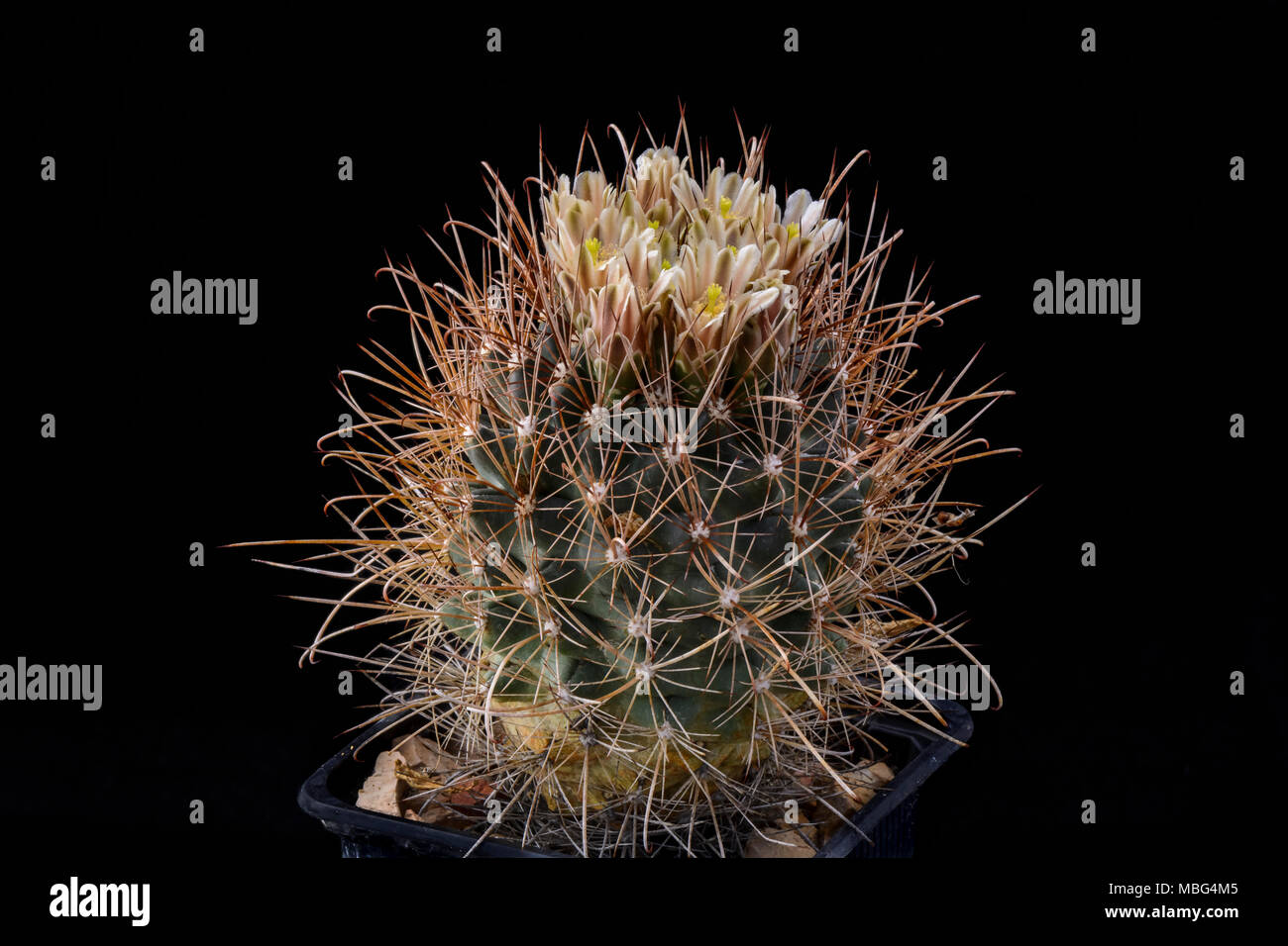 Cactus Ancistrocactus brevihamatus with flowers isolated on black Stock Photo