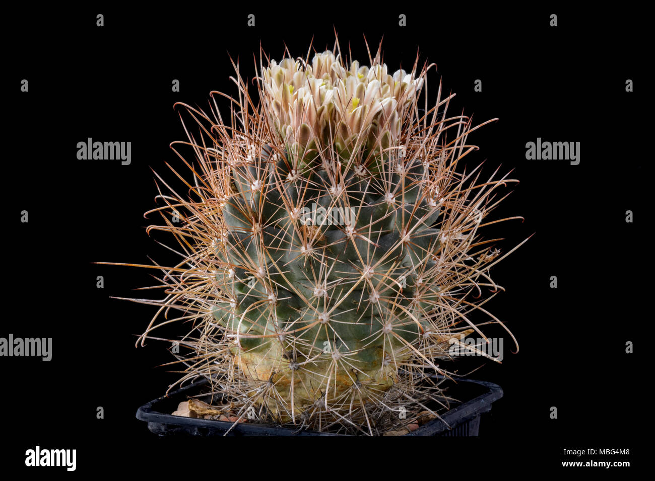 Cactus Ancistrocactus brevihamatus with flowers isolated on black Stock Photo