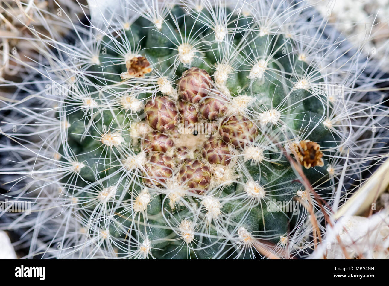 Top view of a cactus pediocactus paradinei with buds Stock Photo