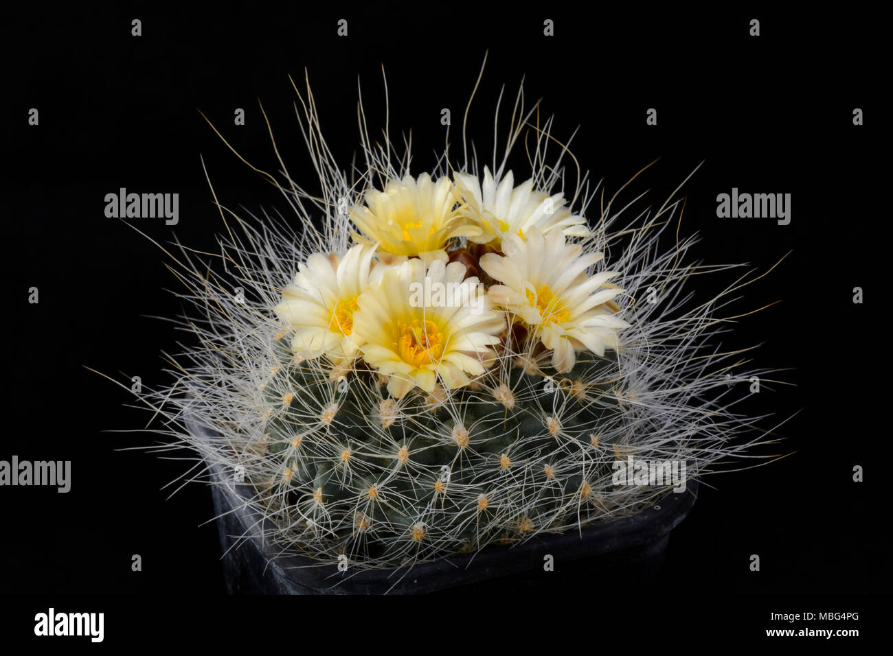 Cactus Pediocactus paradinei with flower isolated on black Stock Photo
