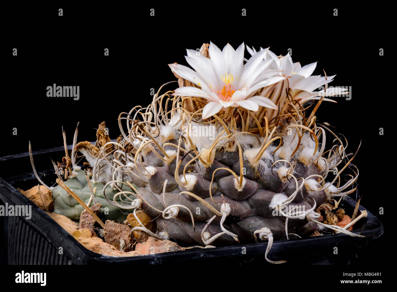 Cactus Turbinicarpus Macrochele with flower isolated on black Stock Photo