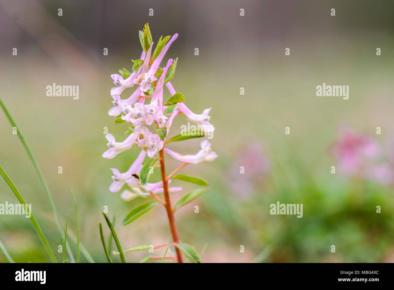 Close up of Corydalis bulbosa flower , against blurry background Stock Photo