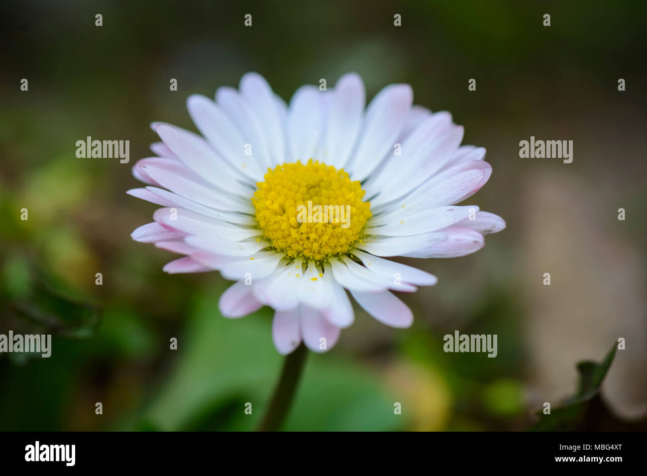 daisy flower on field with death leafs , close up Stock Photo