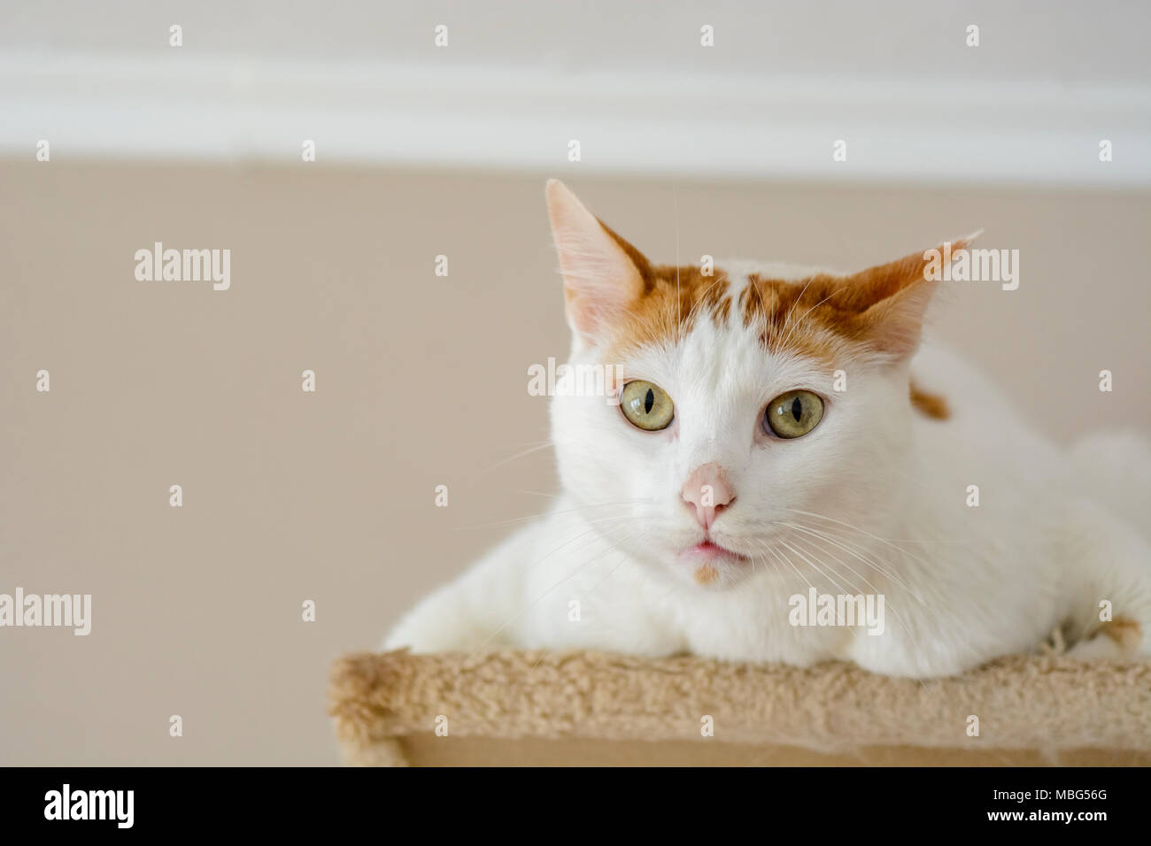 White cat being interrogative looking at the camera Stock Photo