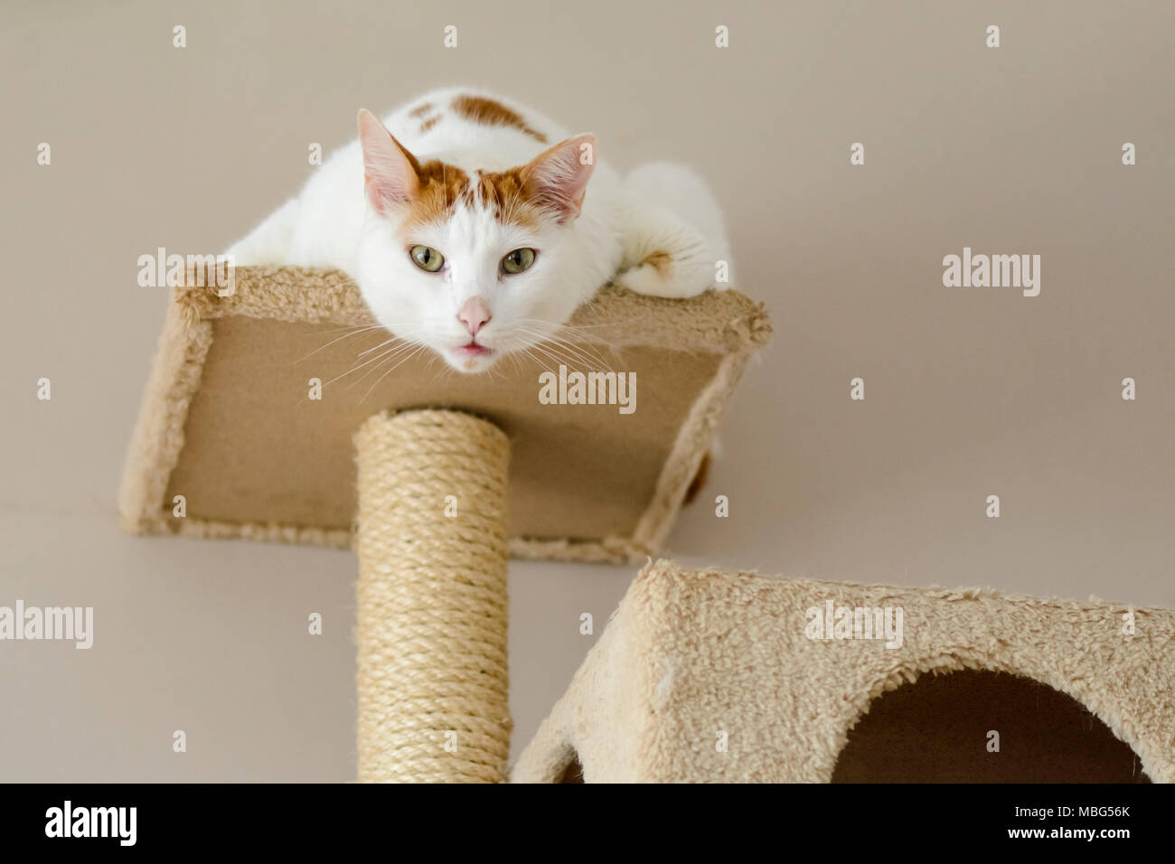 Portrait of a cute funny cat in a police hat and tie Stock Photo - Alamy