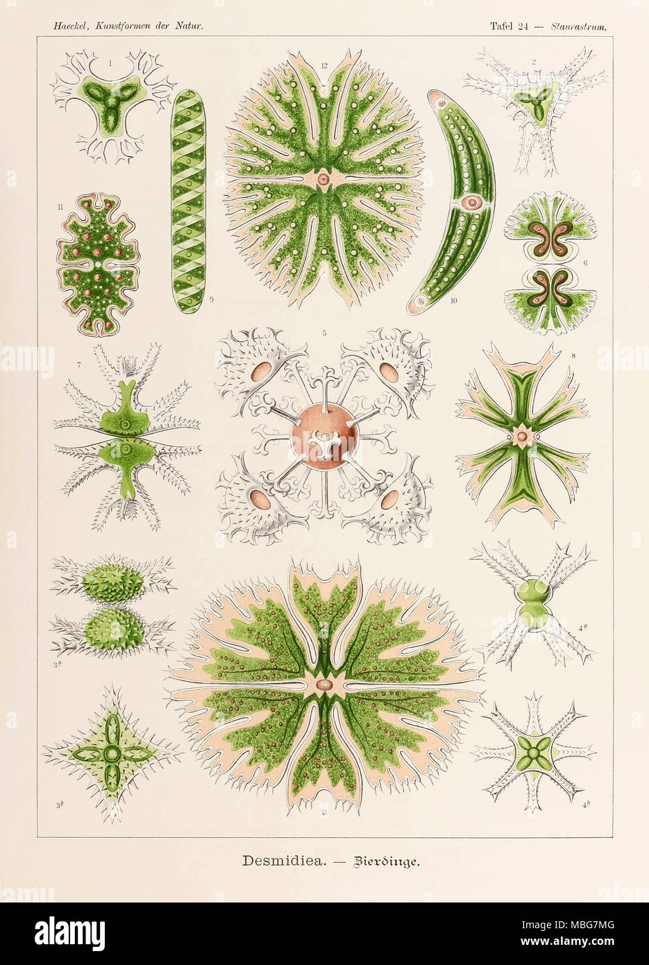 Plate 24 Staurastrum Desmidiea from ‘Kunstformen der Natur’ (Art Forms in Nature) illustrated by Ernst Haeckel (1834-1919). See more information below. Stock Photo