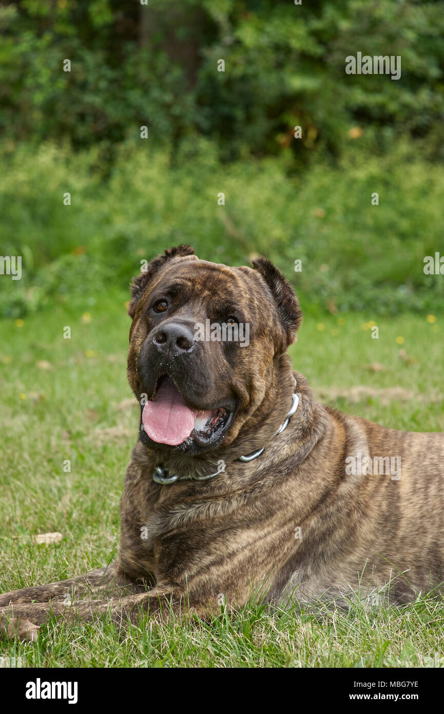 Beau Cane Corso Chien De Garde Foto De Stock Adobe Stock atelieryuwa.ciao.jp