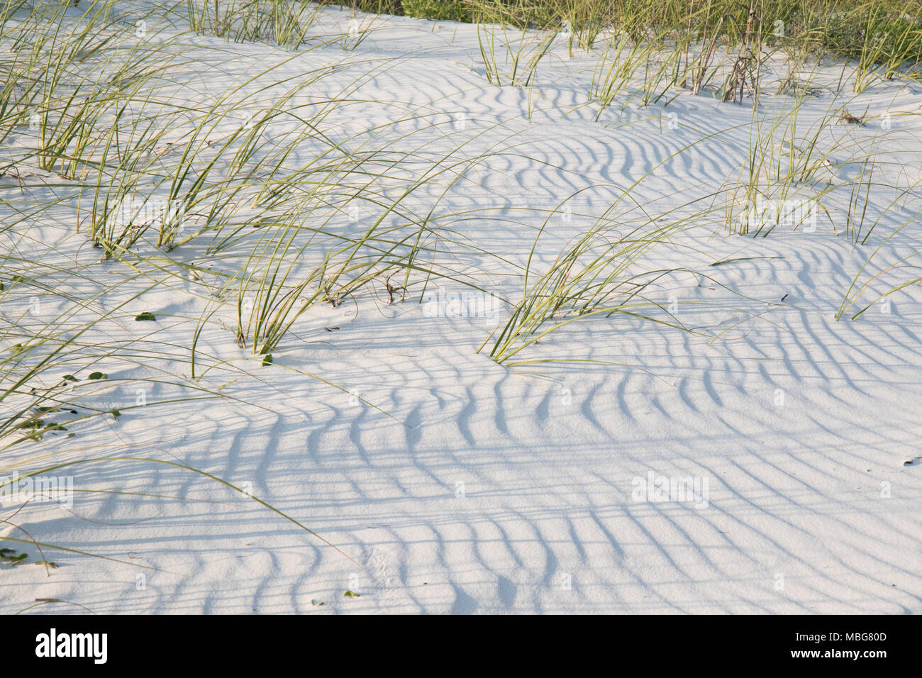 Ripples on a sand dune from a recent wind. Stock Photo