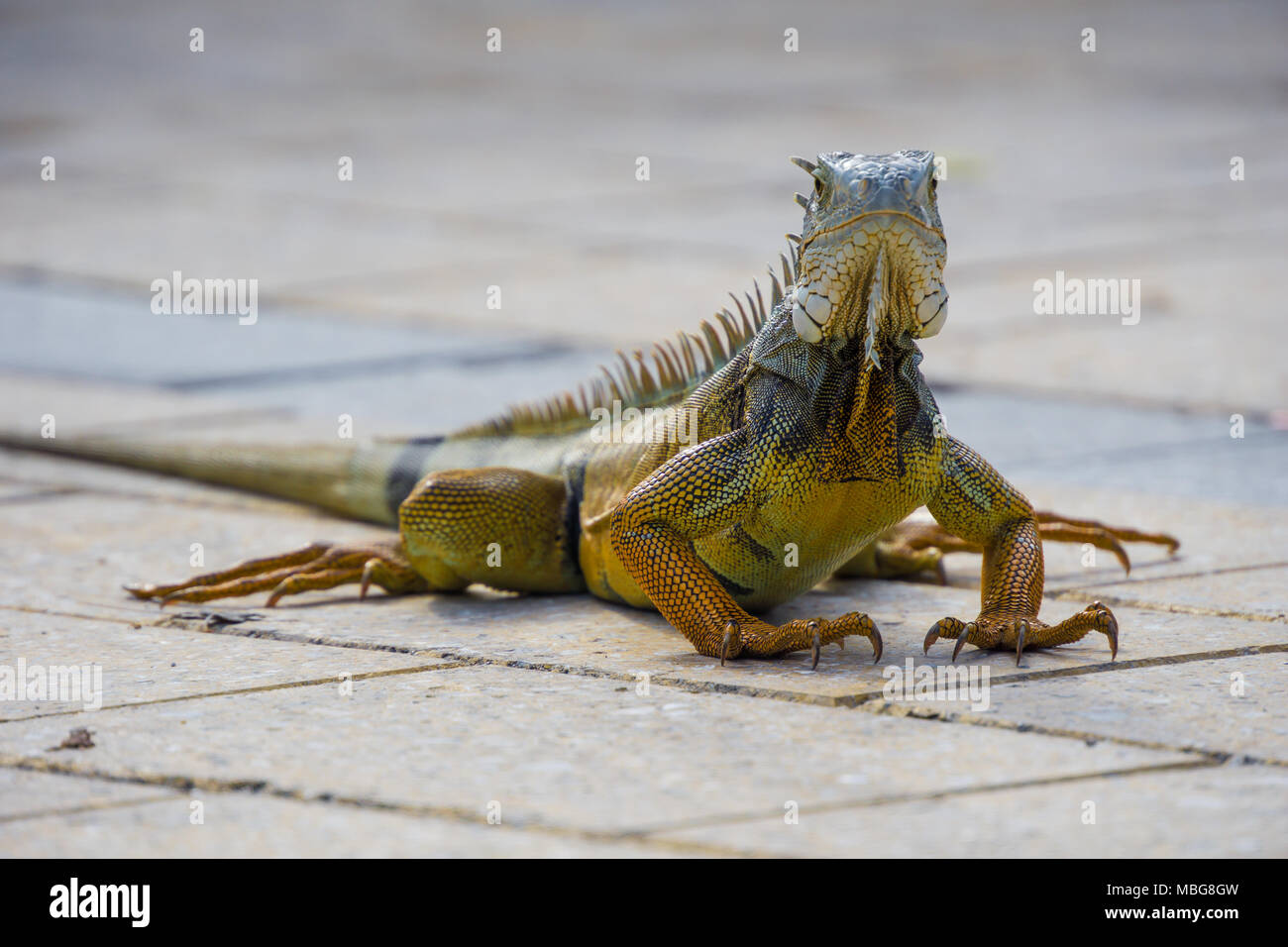 USA, Florida, Huge orange lizard of type Iguana close up frontal view Stock Photo