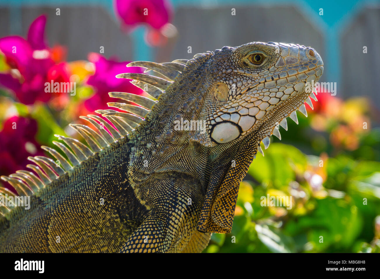 USA, Florida, Close up side view of giant reptile Iguana lizard with plants behind Stock Photo