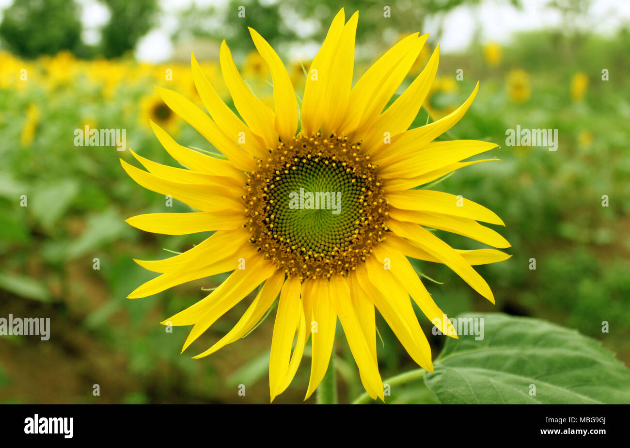 Sunflower Field in India during Summers Stock Photo Alamy