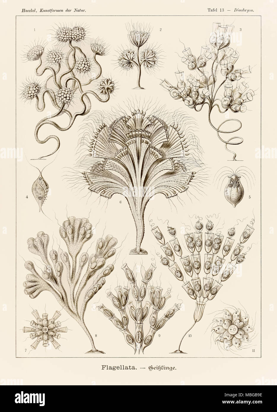 Plate 13 Dinobryon Flagellata from ‘Kunstformen der Natur’ (Art Forms in Nature) illustrated by Ernst Haeckel (1834-1919). See more information below. Stock Photo