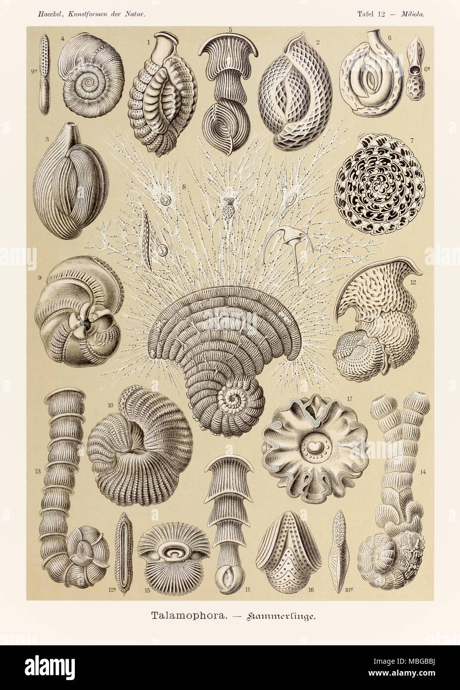 Plate 12 Miliola Talamophora from ‘Kunstformen der Natur’ (Art Forms in Nature) illustrated by Ernst Haeckel (1834-1919). See more information below. Stock Photo